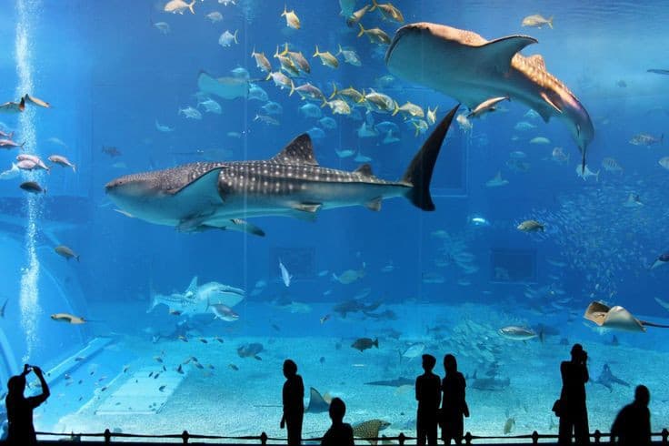 Osaka Aquarium Kaiyukan thumbnail 2