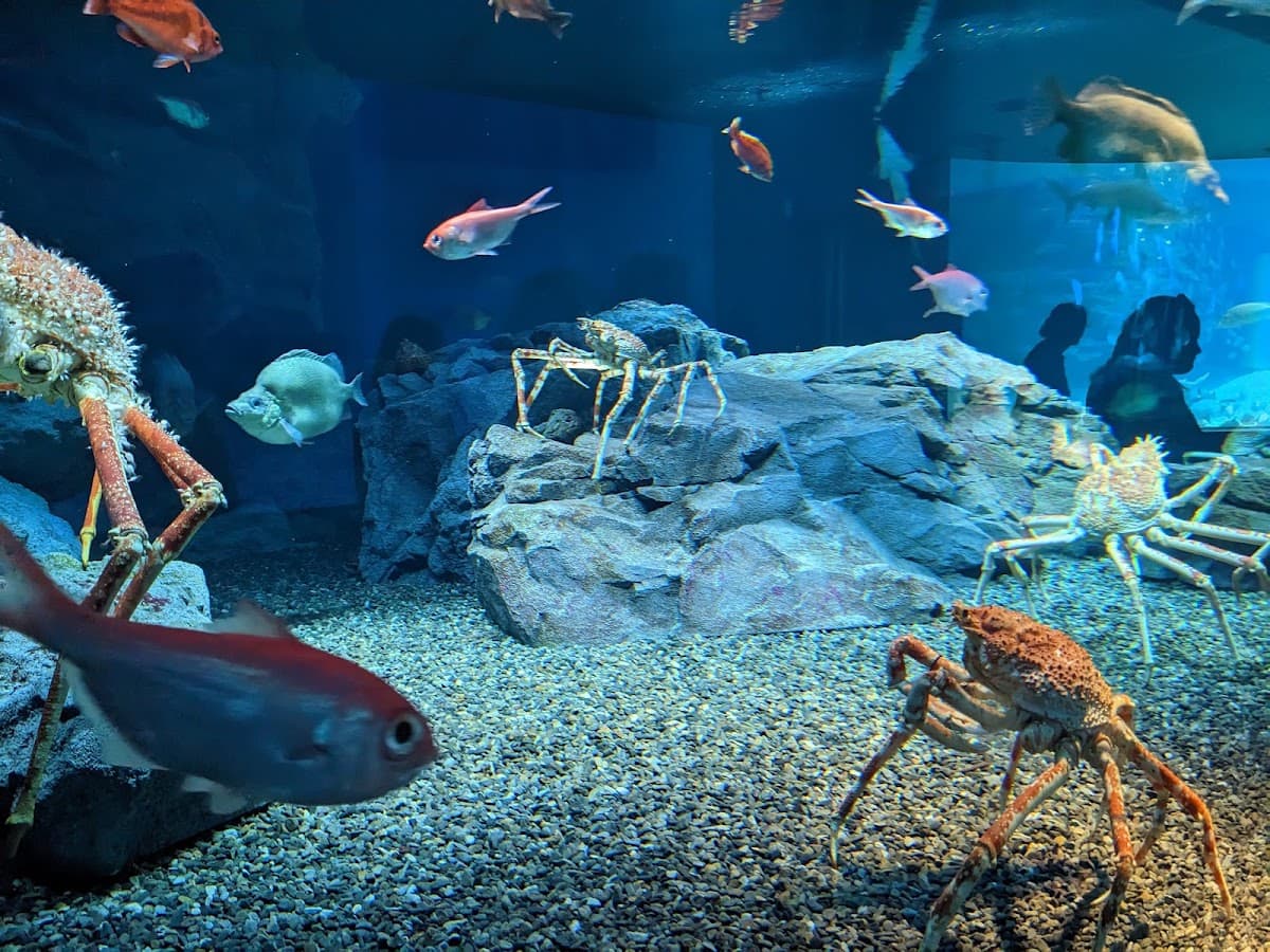 Osaka Aquarium Kaiyukan thumbnail 3
