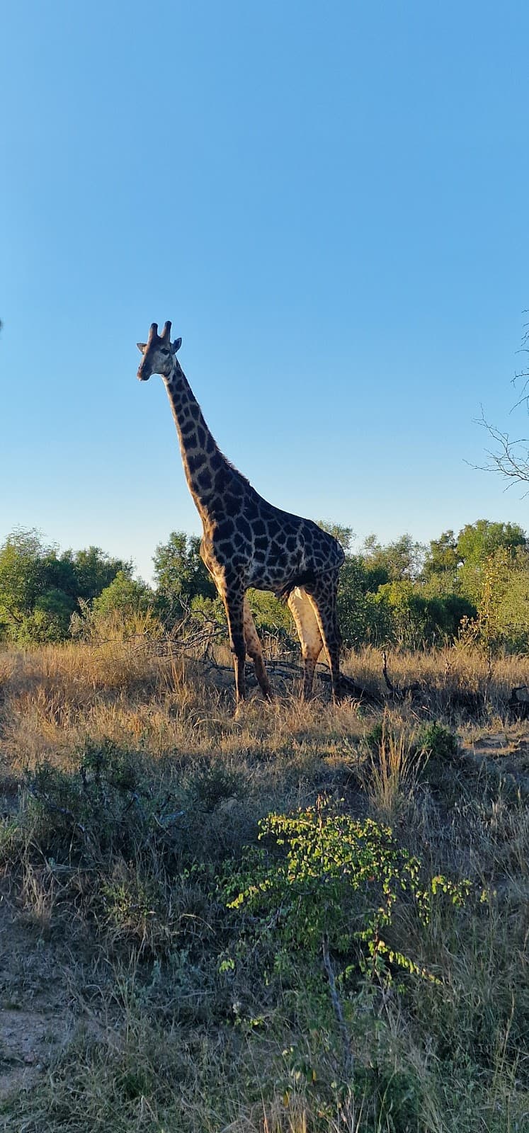 Orpen Gate Kruger National Park (Reception) thumbnail 3