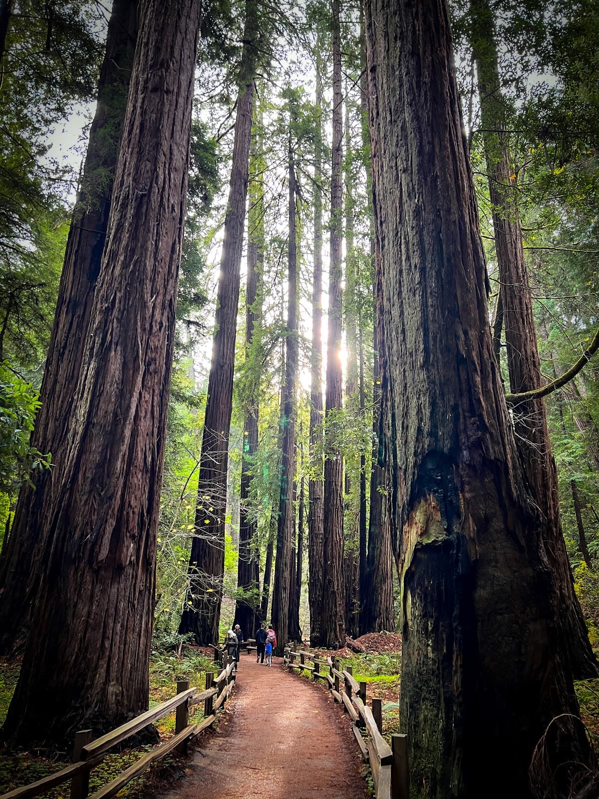 Muir Woods National Monument