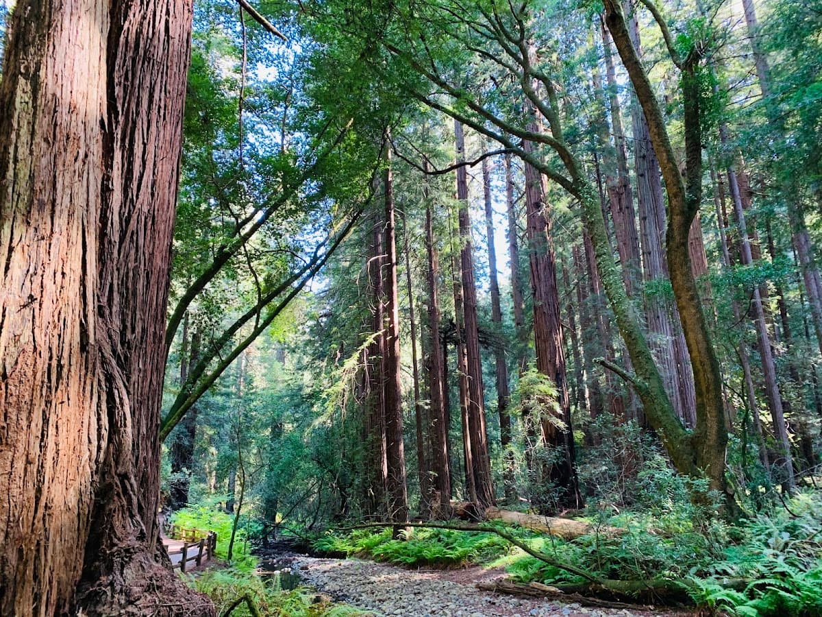 Muir Woods National Monument thumbnail 3
