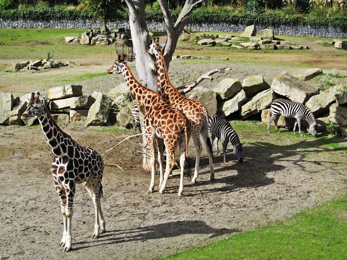 Dublin Zoo thumbnail 2