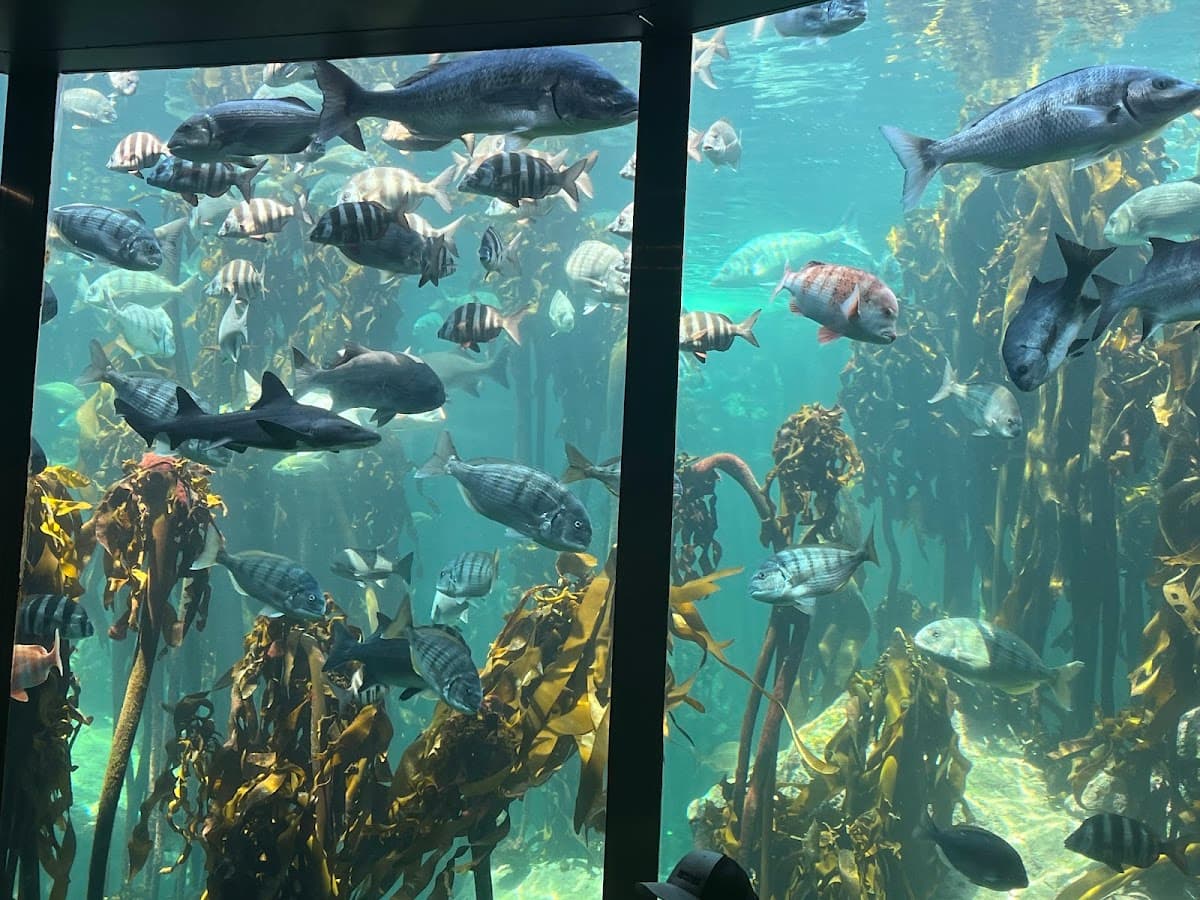 Two Oceans Aquarium thumbnail 2