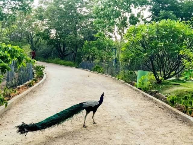 Kasu Brahmanandha Reddy National Park thumbnail 3