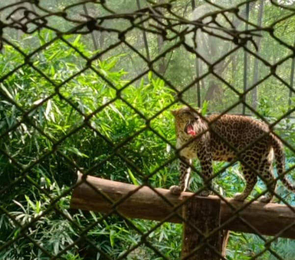 Bondla Wildlife Sanctuary thumbnail 2