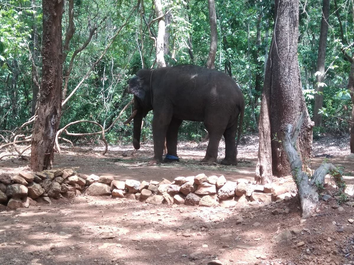 Bondla Wildlife Sanctuary thumbnail 3