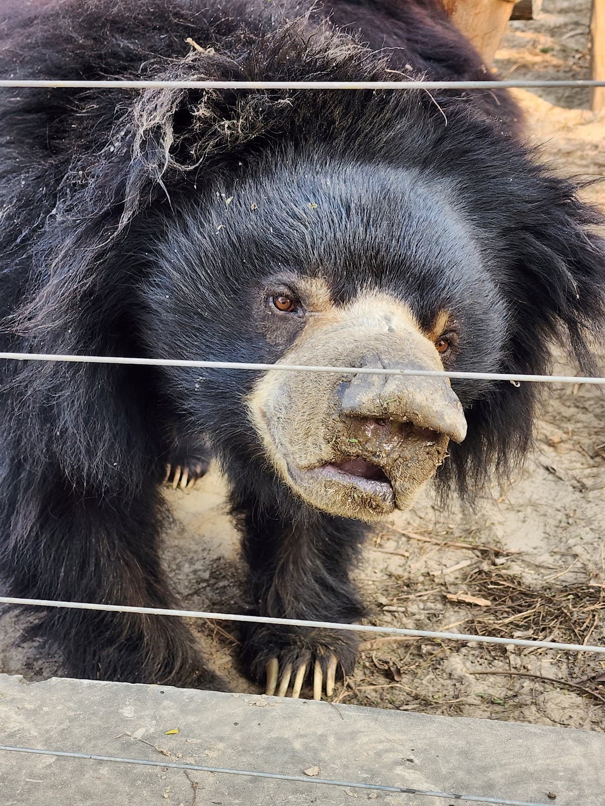 Keetham Bear Park thumbnail 2