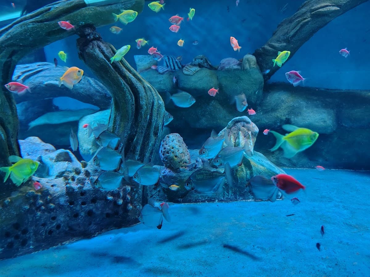 Aquarium Paradise