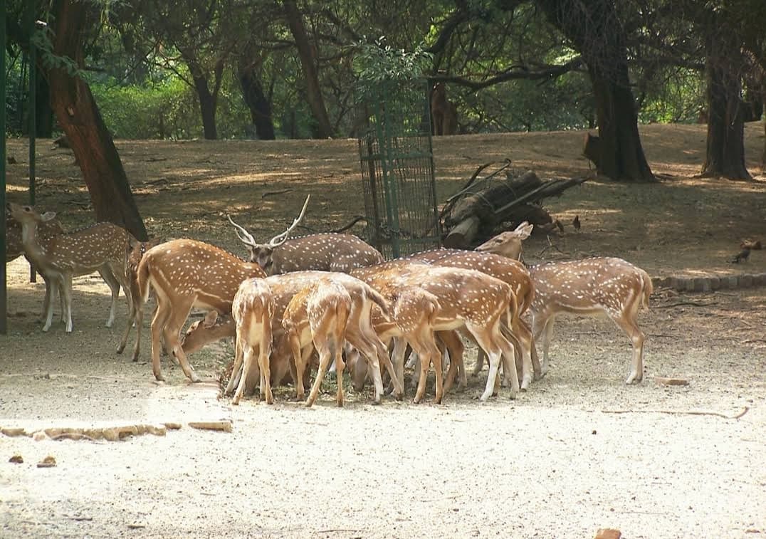 Sarnath Deer Park 1