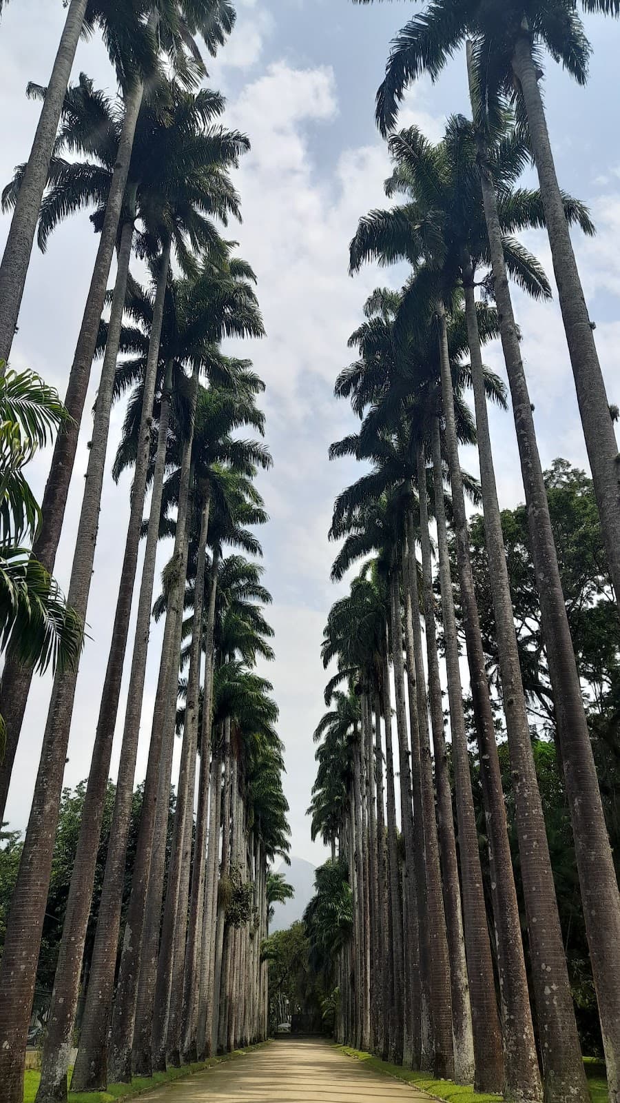 Botanical Garden of Rio de Janeiro thumbnail 3