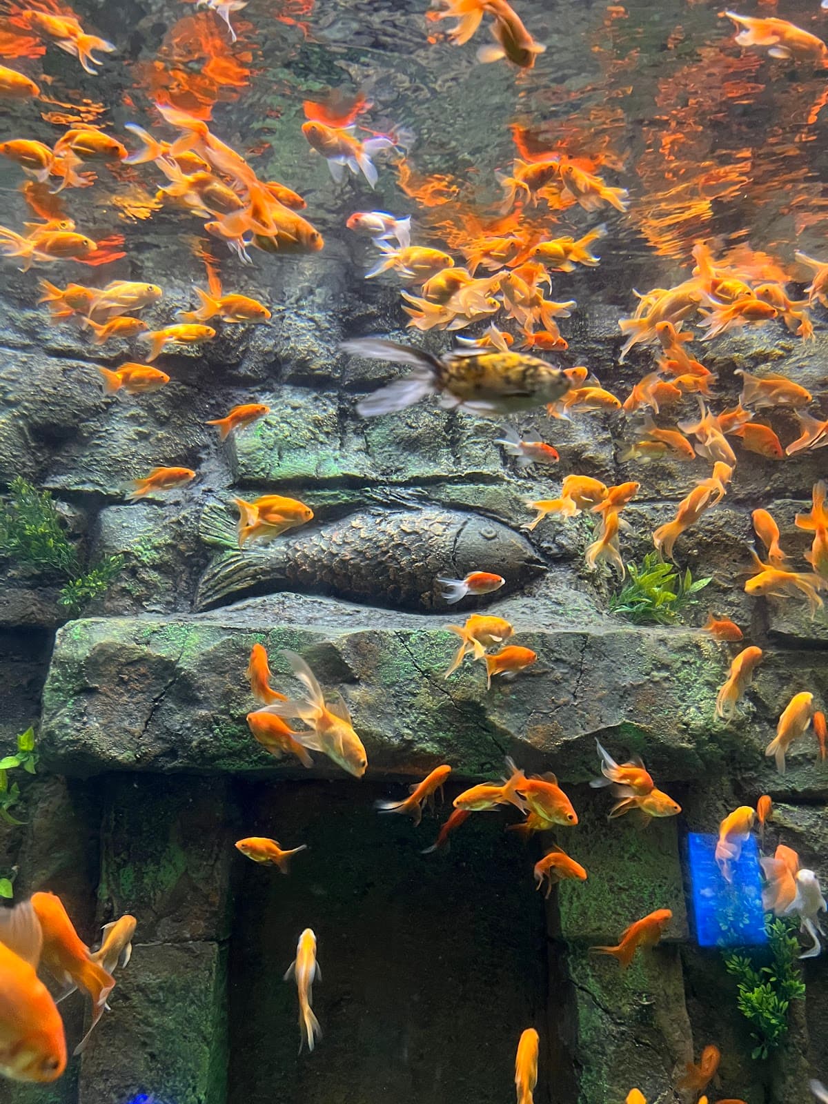 Aquatic Gallery - Science City thumbnail 2