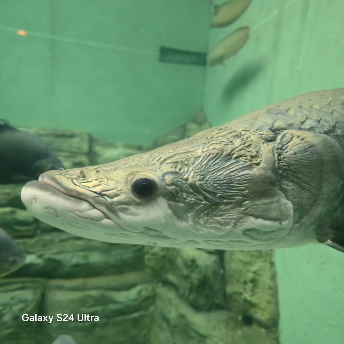 Aquatic Gallery - Science City thumbnail 3