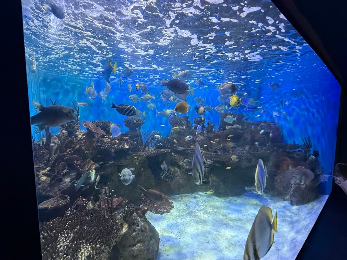 AquaRio thumbnail 3