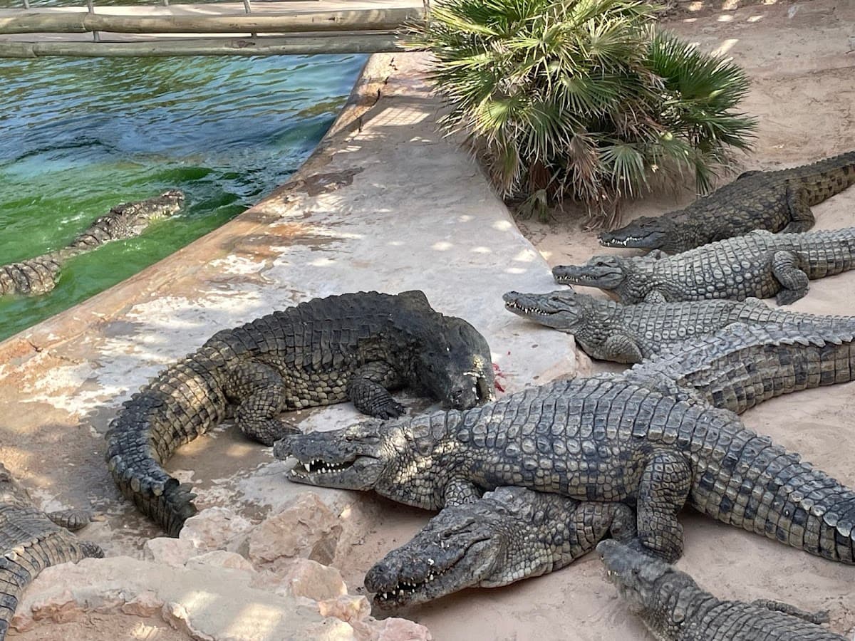 Djerba Crocodile Farm