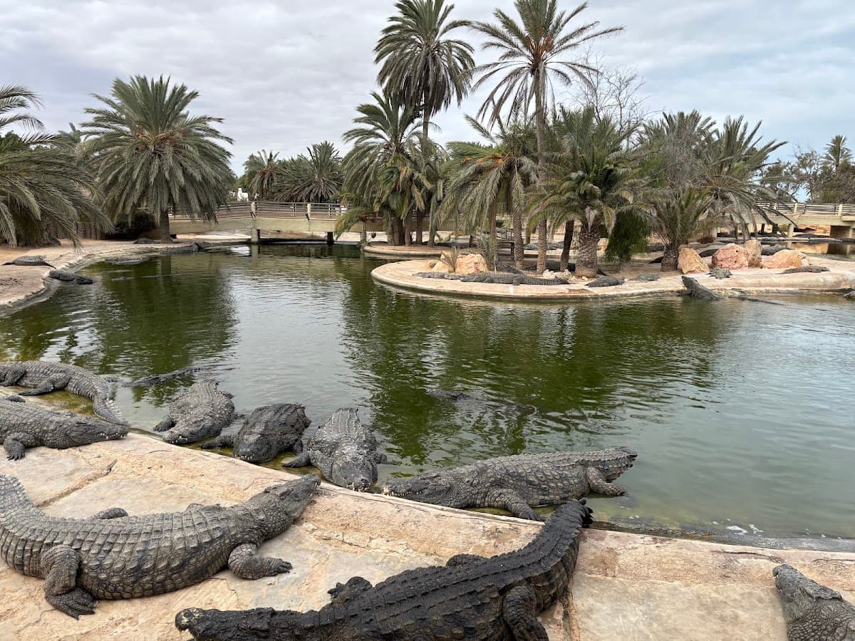 Djerba Crocodile Farm thumbnail 2