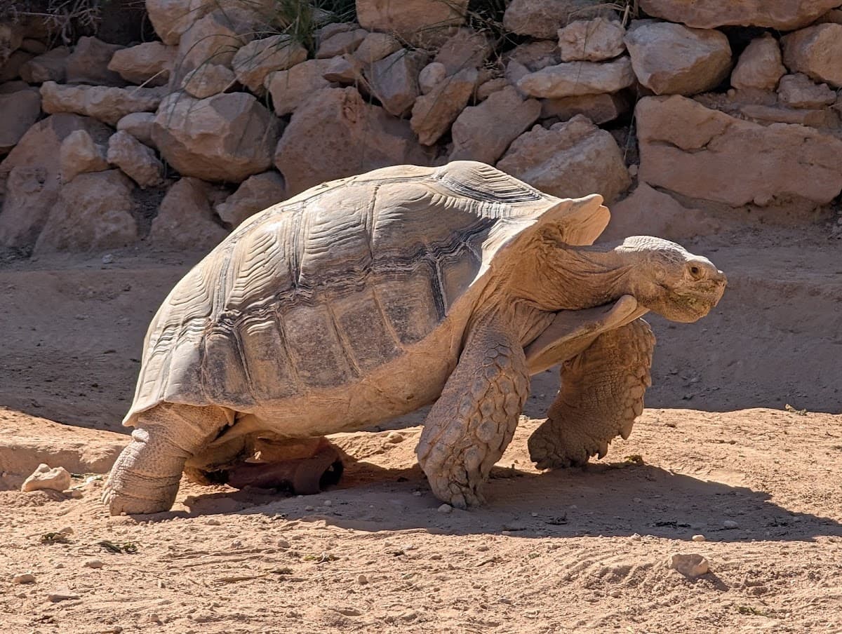 Djerba Crocodile Farm thumbnail 3